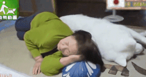 2018年那些让人记忆深化的狗狗们……感激你们带来的愉快！-4.gif