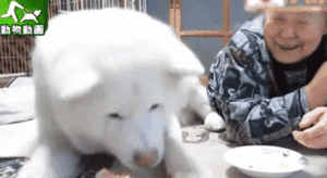 2018年那些让人记忆深化的狗狗们……感激你们带来的愉快！-5.gif