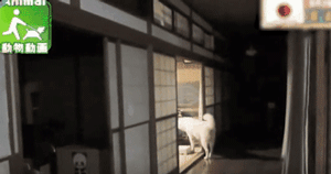 2018年那些让人记忆深化的狗狗们……感激你们带来的愉快！-9.gif