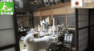 2018年那些让人记忆深化的狗狗们……感激你们带来的愉快！-10.gif