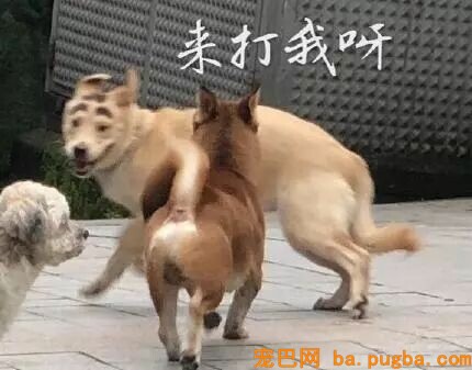 2018年那些让人记忆深化的狗狗们……感激你们带来的愉快！-23.jpeg