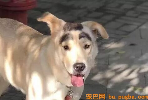 2018年那些让人记忆深化的狗狗们……感激你们带来的愉快！-22.jpeg