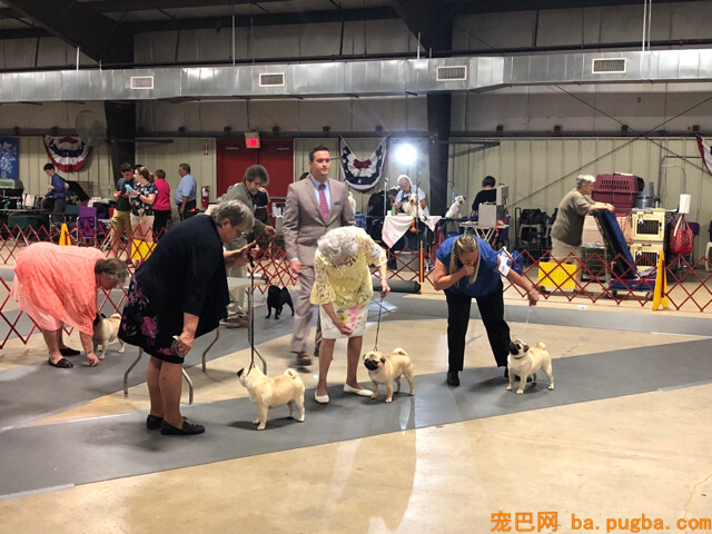 巴哥犬