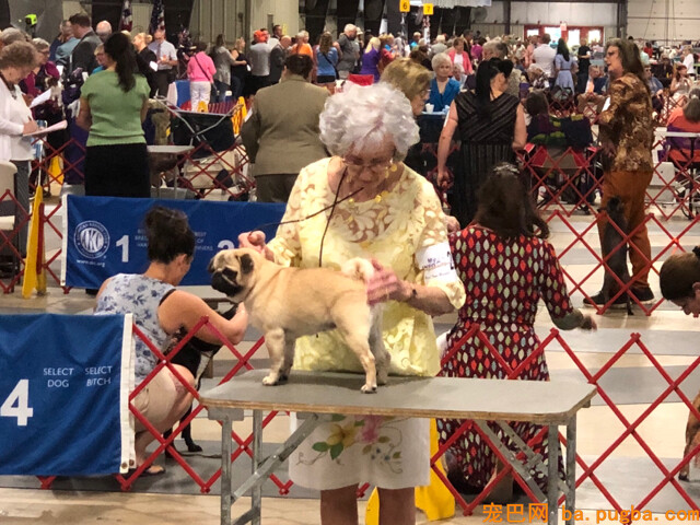 巴哥犬