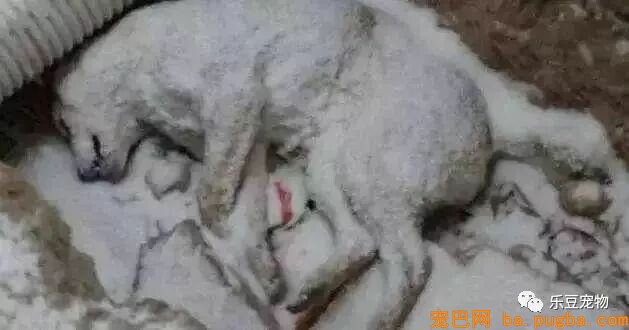 漂泊狗：为了活下去，我们必需学会忍让和谦虚！-1.jpeg
