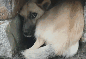 漂泊狗：为了活下去，我们必需学会忍让和谦虚！-2.gif