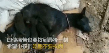 漂泊狗：为了活下去，我们必需学会忍让和谦虚！-5.gif
