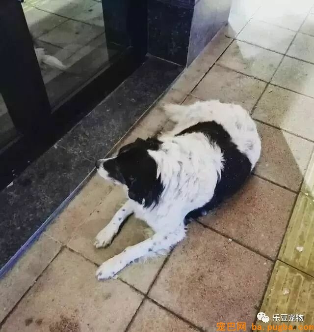 漂泊狗：为了活下去，我们必需学会忍让和谦虚！-3.jpeg