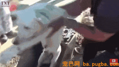 漂泊狗：为了活下去，我们必需学会忍让和谦虚！-4.gif