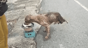 漂泊狗：为了活下去，我们必需学会忍让和谦虚！-10.gif