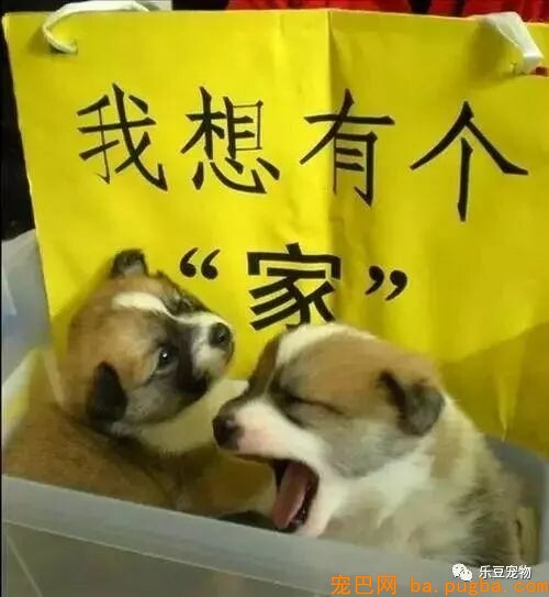 漂泊狗：为了活下去，我们必需学会忍让和谦虚！-8.jpeg