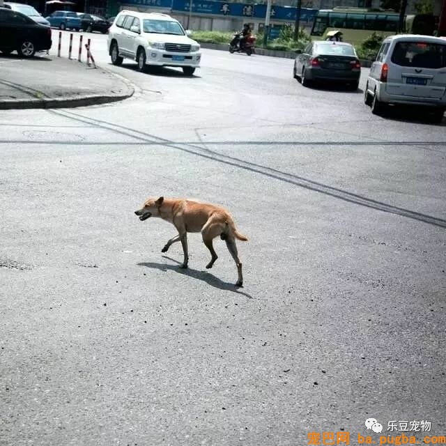 漂泊狗：为了活下去，我们必需学会忍让和谦虚！-7.jpeg