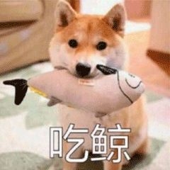 偌大的城市，养只狗却那么难-2.jpeg
