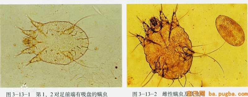 巴哥疥螨
