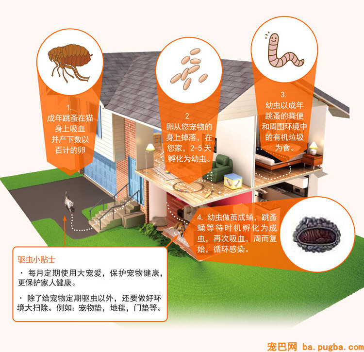 大宠爱驱虫