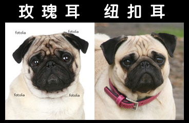 玫瑰耳和纽扣耳.png