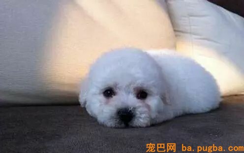 60斤老狗关节痛，麻麻每天背着上下五楼：只要你安康，我做什么都愿意-8.jpeg