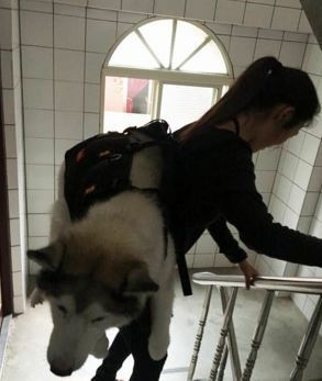 60斤老狗关节痛，麻麻每天背着上下五楼：只要你安康，我做什么都愿意-5.jpeg