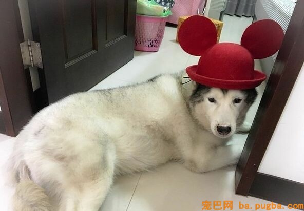 60斤老狗关节痛，麻麻每天背着上下五楼：只要你安康，我做什么都愿意-2.jpeg