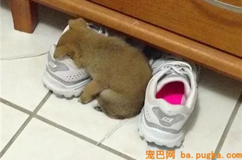 狗狗为什么喜欢睡你的床，还总拿屁股怼你？！-4.jpeg