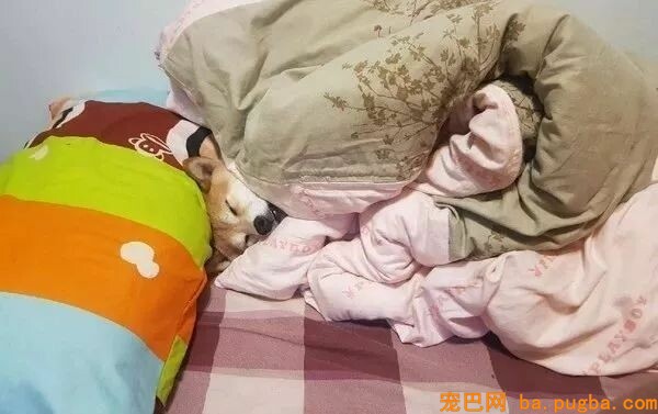 狗狗为什么喜欢睡你的床，还总拿屁股怼你？！-1.jpeg