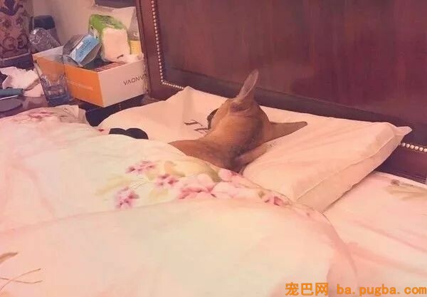 狗狗为什么喜欢睡你的床，还总拿屁股怼你？！-3.jpeg