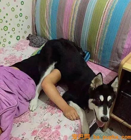 狗狗为什么喜欢睡你的床，还总拿屁股怼你？！-6.jpeg