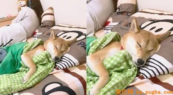狗狗为什么喜欢睡你的床，还总拿屁股怼你？！-7.jpeg