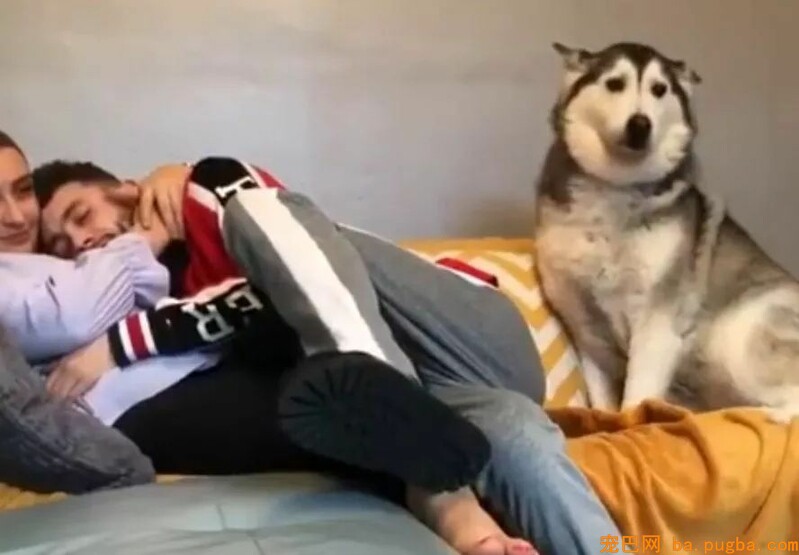当二哈和女朋友同时向你撒娇，你该怎么办？-1.jpeg