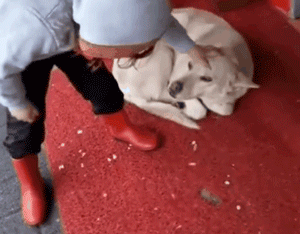 三只漂泊狗蜷缩在商店门口睡觉，路过的小女孩看到后……-1.gif