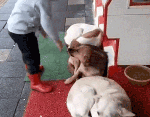 三只漂泊狗蜷缩在商店门口睡觉，路过的小女孩看到后……-2.gif