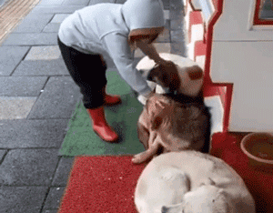 三只漂泊狗蜷缩在商店门口睡觉，路过的小女孩看到后……-3.gif