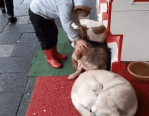 三只漂泊狗蜷缩在商店门口睡觉，路过的小女孩看到后……-4.gif