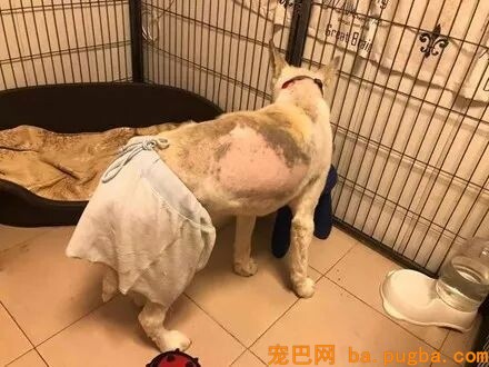 一只阿拉斯加的变“丑”之路...-3.jpeg