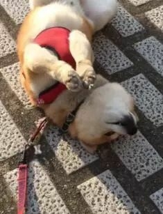 狗狗安步后不想回家竟使出如此奇招，心疼这位主人……-1.jpeg
