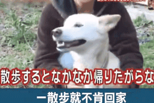 狗狗安步后不想回家竟使出如此奇招，心疼这位主人……-2.gif