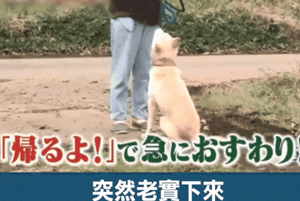 狗狗安步后不想回家竟使出如此奇招，心疼这位主人……-3.gif