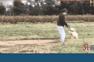 狗狗安步后不想回家竟使出如此奇招，心疼这位主人……-4.gif