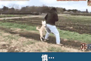 狗狗安步后不想回家竟使出如此奇招，心疼这位主人……-6.gif