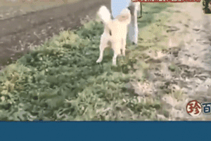 狗狗安步后不想回家竟使出如此奇招，心疼这位主人……-7.gif