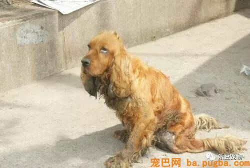 狗狗被撞断腿，主人随手把它扔了，可它还傻傻的等待……-1.jpeg