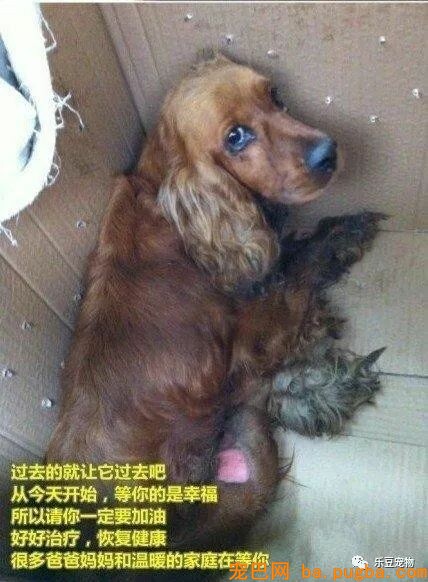狗狗被撞断腿，主人随手把它扔了，可它还傻傻的等待……-3.jpeg