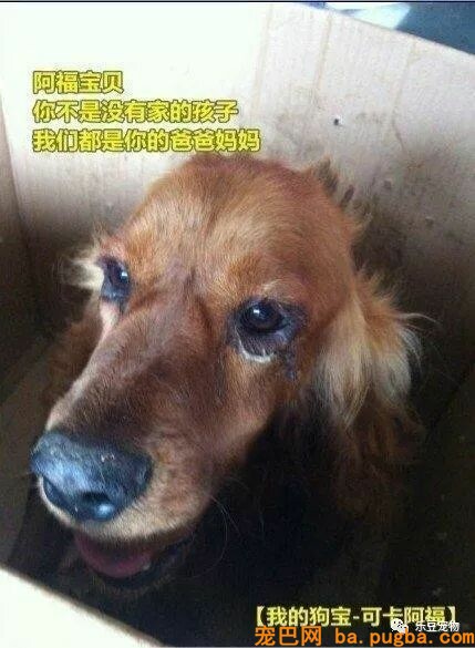 狗狗被撞断腿，主人随手把它扔了，可它还傻傻的等待……-2.jpeg