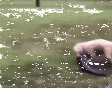 金毛站在水里静止不动，拿本人当诱饵，下一秒凶猛了！-2.gif