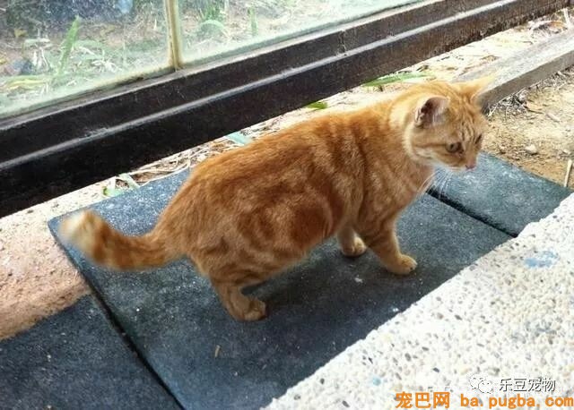 自从上次从车上摔下后，猫咪每次睡觉都紧抱汽车天线！睡姿奇异！-1.jpeg