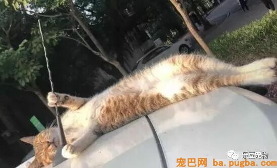 自从上次从车上摔下后，猫咪每次睡觉都紧抱汽车天线！睡姿奇异！-3.jpeg