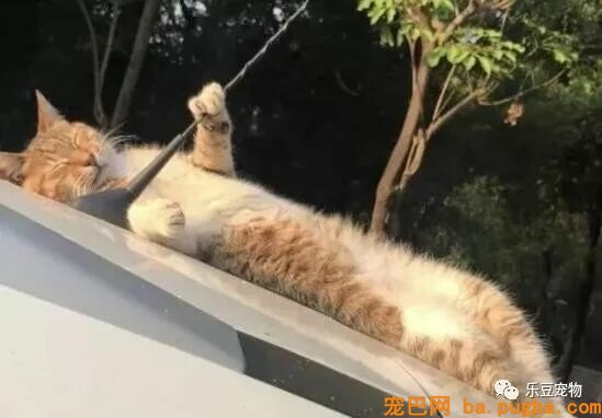 自从上次从车上摔下后，猫咪每次睡觉都紧抱汽车天线！睡姿奇异！-5.jpeg
