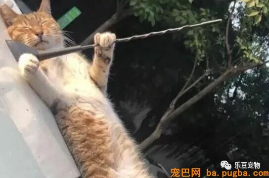 自从上次从车上摔下后，猫咪每次睡觉都紧抱汽车天线！睡姿奇异！-2.jpeg
