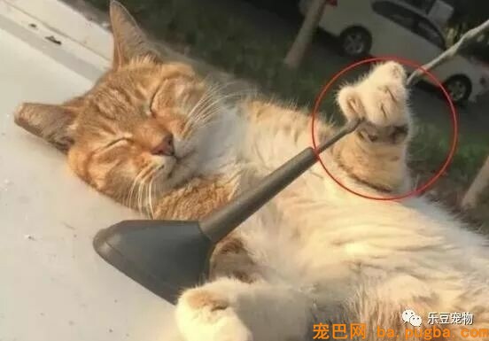 自从上次从车上摔下后，猫咪每次睡觉都紧抱汽车天线！睡姿奇异！-4.jpeg