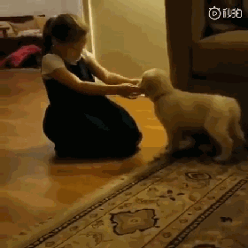 小女孩看到梦寐以求的小金毛后，这反响...把狗都吓懵了！-1.gif